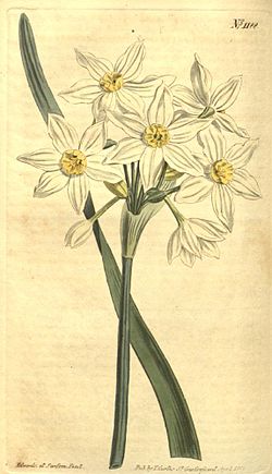 Narcissus italicus.jpg