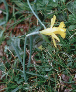 Narcissus minor1.jpg