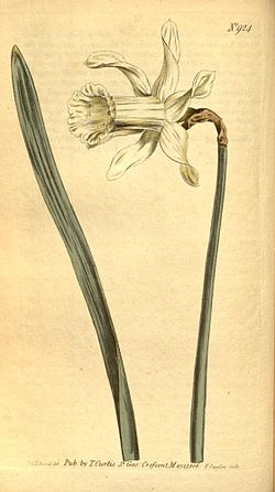 Narcissus moschatus.jpg