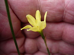 Narcissus perezlarae.jpg