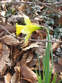 Narcissus pseudonarcissus side view2.jpg