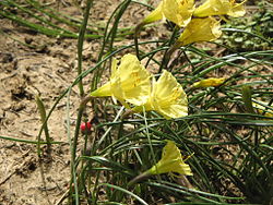 Narcissus romieuxii5.jpg