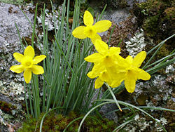 Narcissus rupicola Habitus 2011-3-09 PtoNiefla SierraMadrona.jpg