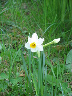 Narcissus tazetta 'Canaliculatus'02.jpg