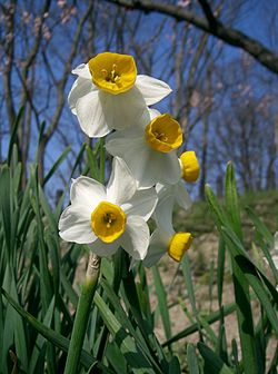 Narcissus tazetta var chinensis1.jpg