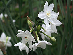 Narcissus white.jpg
