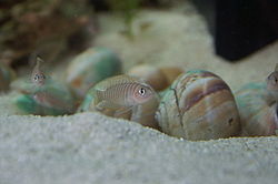 Neolamprologus similis2.jpg