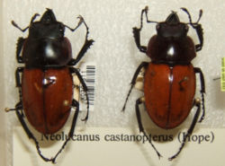 Neolucanus castanopterus sjh.jpg