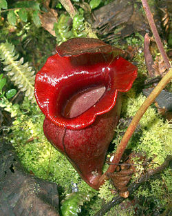 Nepenthes jacquelineae3.jpg
