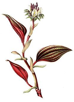 Nephelaphyllum pulchrum (1862).jpg