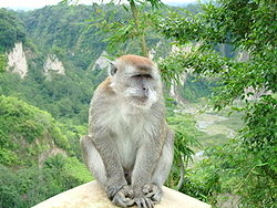 Ngarai Sianok sumatran monkey.jpg