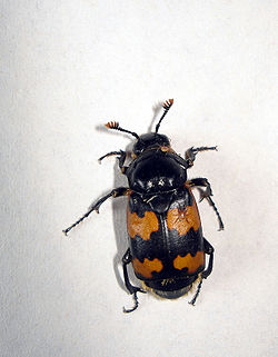 Nicrophorus vespillo 2.jpg