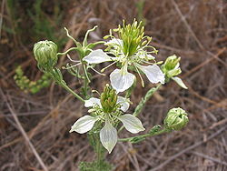 Nigella gallica2.jpg