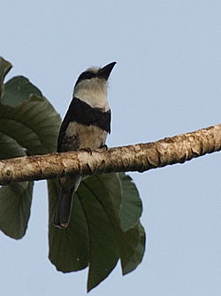 Notharchus hyperrhynchus -Belize -perching in tree-8.jpg