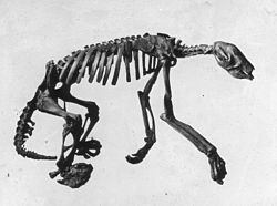 Nothrotheriops skeleton.jpg