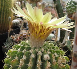 Notocactus buiningii 02.jpg