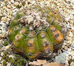 Notocactus uebelmannianus 1.jpg