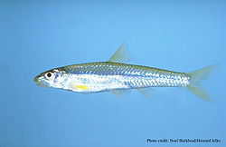 Notropis longirostris.jpg