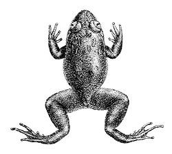 Nyctibatrachus deccanensis.jpg