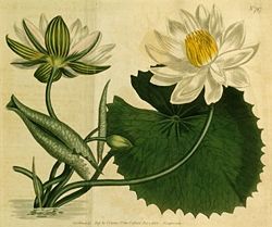 Nymphaea lotus 1.jpg