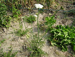 Oenanthe peucedaniifolia (28).jpg