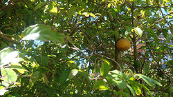 Oncoba spinosa, showing fruit and foliage.jpg