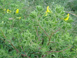 Ononis pubescens.JPG
