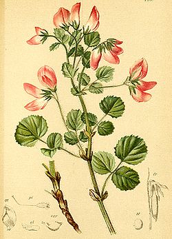 Ononis rotundifolia Atlas Alpenflora.jpg