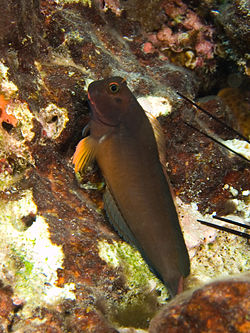 Ophioblennius macclurei (Redlip Blenny).jpg