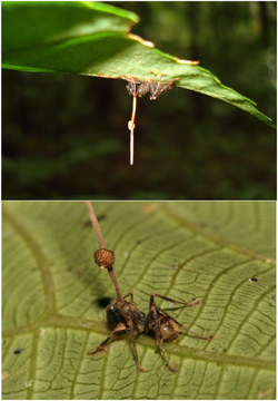 Ophiocordyceps unilateralis.g001.png