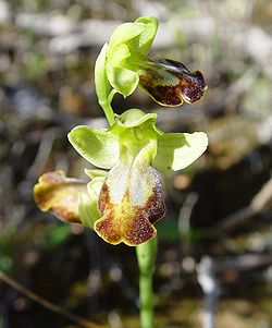 Ophrys fusca.JPG