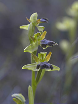 Ophrys fusca 2.jpg