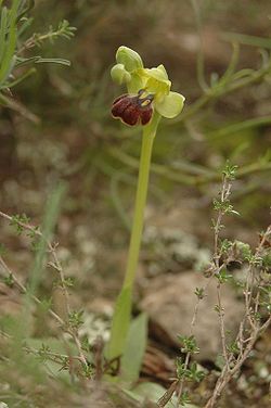 Ophrys fusca sub. fusca (trebol-a).jpg