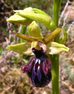 Ophrys incubacea.jpg