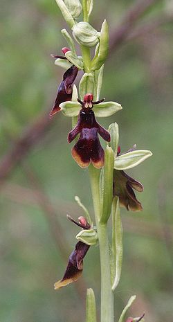 Ophrys insectifera 290407a.jpg