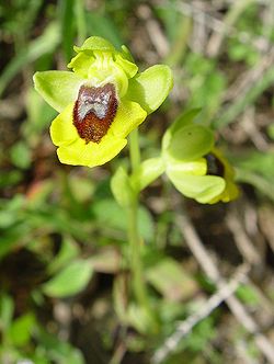 Ophrys lutea.JPG
