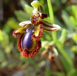 Ophrys speculum d.JPG