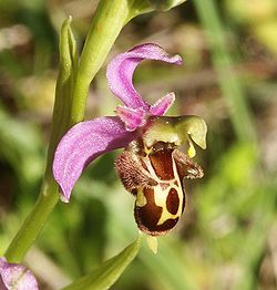 Ophrys x albertiana 260505.jpg