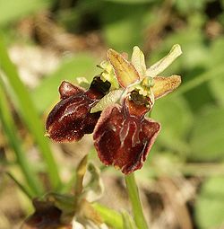 Ophrys x aschersonii 110503.jpg