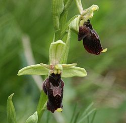 Ophrys x devenensis 230504a.jpg
