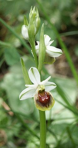 Ophrys x pulchra 230504.jpg