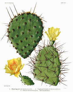 Opuntia13 filtered.jpg