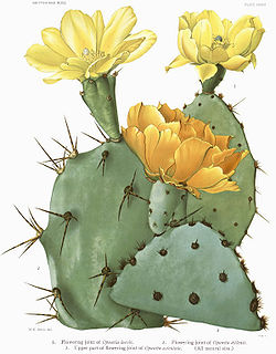 Opuntia17 filtered.jpg