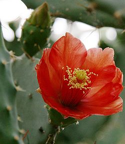 Opuntia bergeriana.jpg