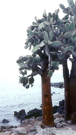 Opuntia echios 2.jpg