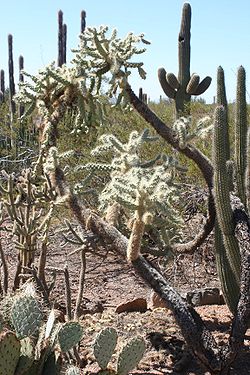 Opuntia fulgida 2 - Desert Botanical Garden.jpg