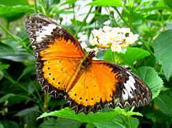 Orange Lacewing.jpg