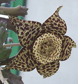 Orbea variegata.jpg