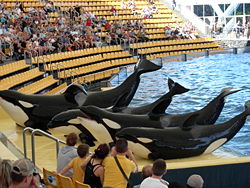 Orcas at Loro Parque 08.JPG