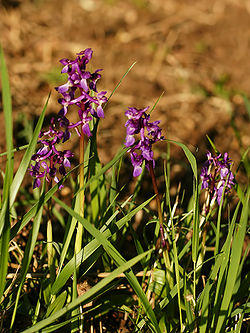 Orchis mascula (plants).jpg